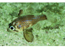 Blackfin Cardinalfish - Cardinalfish (<i>Astrapogon puncticulatus</i>)