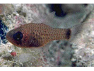 Dusky Cardinalfish - Cardinalfish<br>(<i>Phaeoptyx pigmentaria</i>)