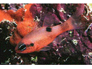 Flamefish - Cardinalfish (<i>Apogon maculatus</i>)