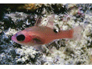 Whitestar Cardinalfish - Cardinalfish (<i>Apogon lachneri</i>)