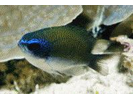 Sunshinefish - Damselfish (<i>Chromis insolata</i>)