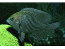 Dusky Damselfish - Damselfish (<i>Stegastes adustus</i>)