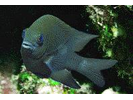 Longfin Damselfish - Damselfish<br>(<i>Stegastes diencaeus</i>)