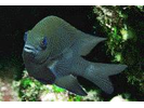 Longfin Damselfish - Damselfish (<i>Stegastes diencaeus</i>)