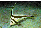 Jackknife-Fish - Drum<br>(<i>Eques lanceolatus</i>)