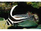 Spotted Drum - Drum<br>(<i>Eques punctatus</i>)