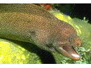 Goldentail Moray - Moray (<i>Gymnothorax miliaris</i>)