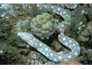 Sharptail Eel - Snake Eel<br>(<i>Myrichthys breviceps</i>)