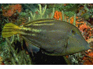 Orangespotted Filefish - Filefish (<i>Cantherhines pullus</i>)