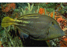 Orangespotted Filefish - Filefish<br>(<i>Cantherhines pullus</i>)