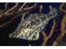 Slender Filefish - Filefish<br>(<i>Monacanthus tuckeri</i>)