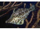 Slender Filefish - Filefish (<i>Monacanthus tuckeri</i>)