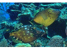Whitespotted Filefish - Filefish<br>(<i>Cantherhines macrocerus</i>)