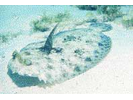 Peacock Flounder - Flounder<br>(<i>Bothus lunatus</i>)
