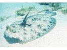 Peacock Flounder - Flounder (<i>Bothus lunatus</i>)