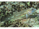 Bridled Goby Complex (Bridled/Sand-Canyon/Patch-Reef) - Goby<br>(<i>C. glaucofraenum/C. venezuelae/C. tortugae</i>)