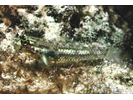 Colon Goby - Goby (<i>Coryphopterus dicrus</i>)