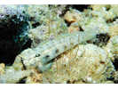 Goldspot Goby - Goby (<i>Gnatholepis thompsoni</i>)