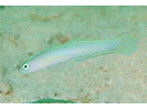 Hovering Dartfish (Hovering Goby) - Dartfish<br>(<i>Ptereleotris helenae</i>)