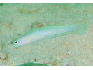 Hovering Dartfish (Hovering Goby) - Dartfish (<i>Ptereleotris helenae</i>)