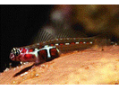 Orangesided Goby - Goby (<i>Tigrigobius dilepis</i>)