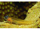 Peppermint Goby - Goby (<i>Coryphopterus lipernes</i>)