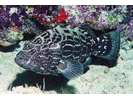 Black Grouper - Seabass (<i>Mycteroperca bonaci</i>)