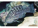 Western Comb Grouper - Seabass (<i>Mycteroperca acutirostris</i>)
