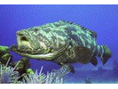 Goliath Grouper - Seabass (<i>Epinephelus itajara</i>)