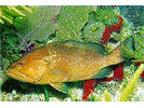 Red Grouper - Seabass<br>(<i>Epinephelus morio</i>)