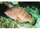 Red Hind - Seabass (<i>Epinephelus guttatus</i>)