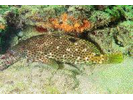 Rock Hind - Seabass (<i>Epinephelus adscensionis</i>)