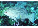 Yellowfin Grouper - Seabass<br>(<i>Mycteroperca venenosa</i>)