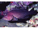 Yellowmouth Grouper - Seabass (<i>Mycteroperca interstitialis</i>)