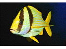 Porkfish - Grunt<br>(<i>Anisotremus virginicus</i>)