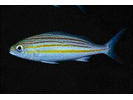 Striped Grunt - Grunt (<i>Haemulon striatum</i>)