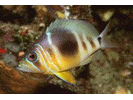 Barred Hamlet (Caribbean) - Seabass<br>(<i>Hypoplectrus puella</i>)