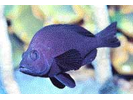 Black Hamlet - Seabass<br>(<i>Hypoplectrus nigricans</i>)