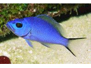 Blue Hamlet - Seabass (<i>Hypoplectrus gemma</i>)