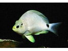 Butter Hamlet - Seabass (<i>Hypoplectrus unicolor</i>)