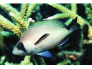 Masked Hamlet - Seabass<br>(<i>Hypoplectrus providencianus</i>)