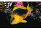 Shy Hamlet - Seabass<br>(<i>Hypoplectrus guttavarius</i>)