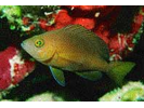 Tan Hamlet - Seabass (<i>Hypoplectrus randallorum</i>)