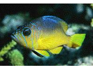 Yellowbelly Hamlet - Seabass<br>(<i>Hypoplectrus aberrans</i>)