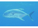 Crevalle Jack - Jack<br>(<i>Caranx hippos</i>)