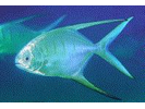 Palometa - Jack (<i>Trachinotus goodei</i>)