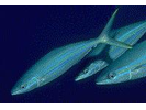 Rainbow Runner - Jack<br>(<i>Elagatis bipinnulata</i>)