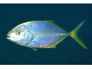 Yellow Jack - Jack<br>(<i>Caranx bartholomaei</i>)