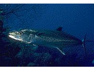 Cero - Mackerel (<i>Scomberomorus regalis</i>)