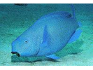 Blue Parrotfish - Parrotfish<br>(<i>Scarus coeruleus</i>)